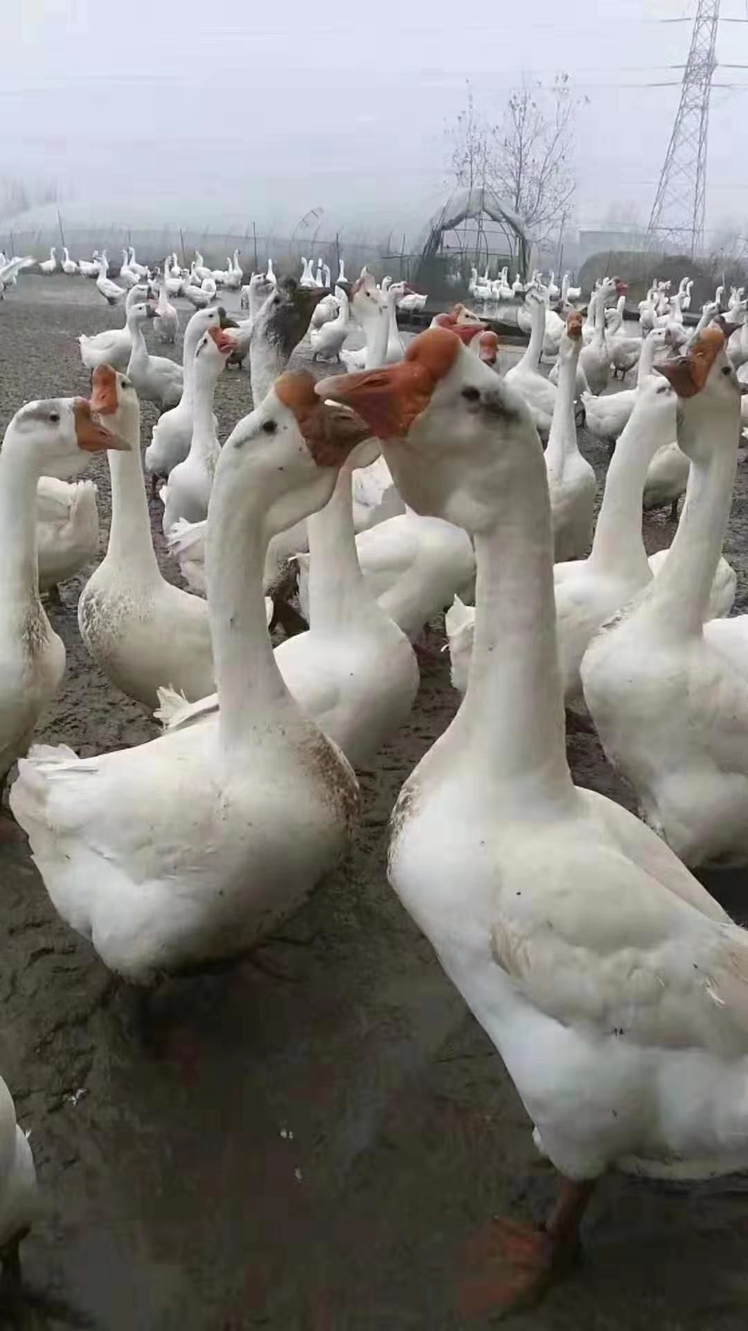 大三花鹅苗