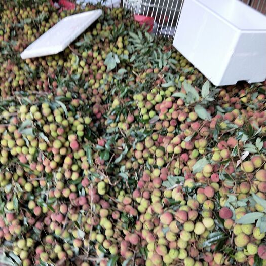 阳西县妃子笑荔枝  2022广东妃子笑大量上市