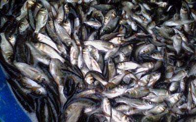 重庆市雄鱼 花鲢 人工养殖 0.1公斤