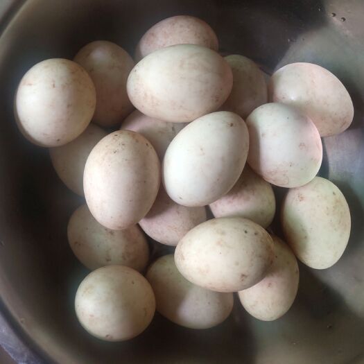 大英县土鸭蛋 食用 散装