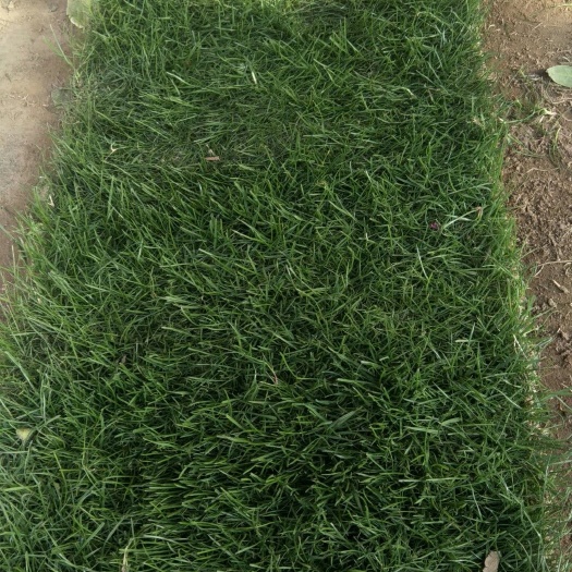 沭阳县冷季性草坪