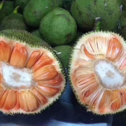 灵山县红肉菠萝蜜苗