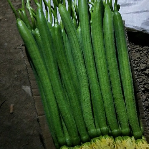东海县鲜花丝瓜 30~50cm