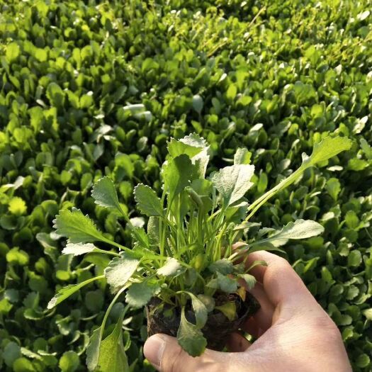 青州市白菊 大滨菊