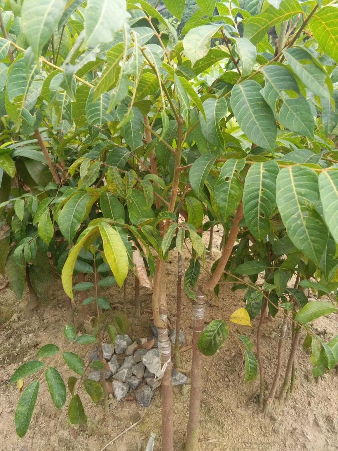 黄橄榄苗  黑橄榄
地苗，杯苗