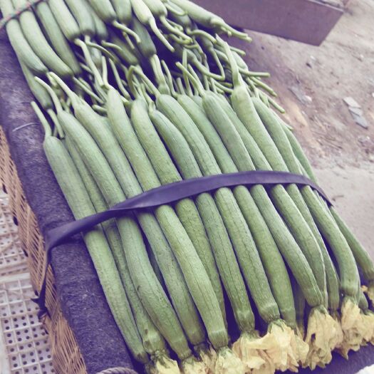 寿光市中绿丝瓜 30~50cm