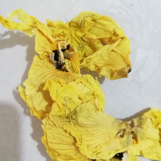 菜芙蓉种子