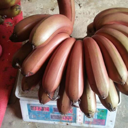 南宁红蕉  