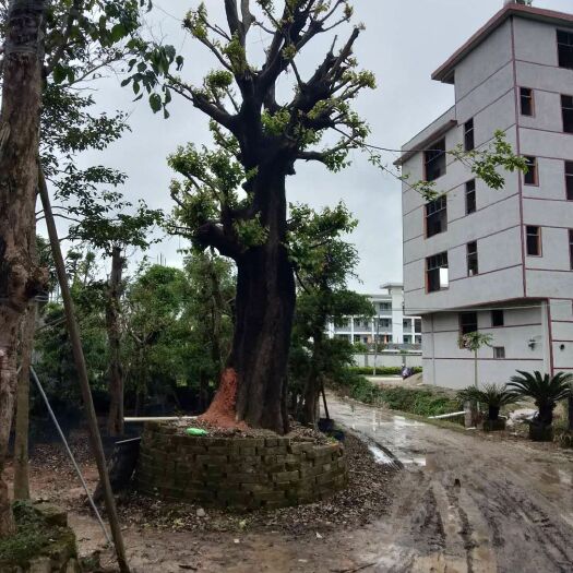 全州县小叶朴