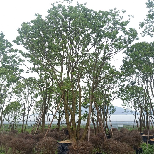 乌桕  丛生，批发，福建价格，漳州生产基地