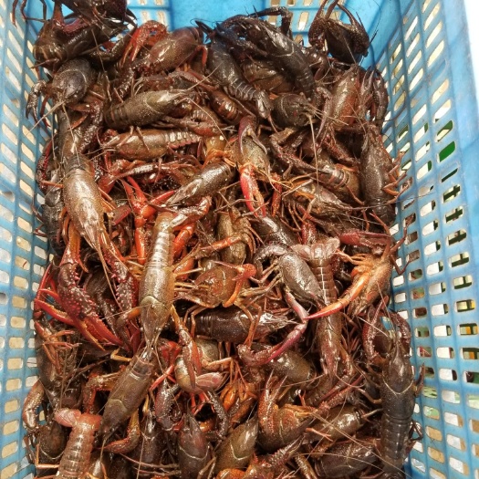 沙洋县潜江小龙虾 4-6钱 人工养殖