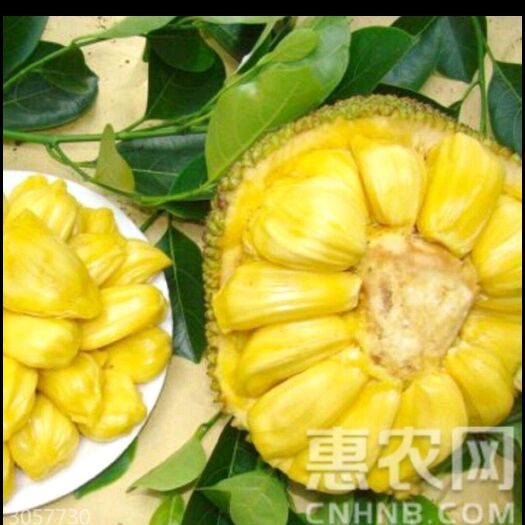 灵山县马来西亚一号菠萝蜜苗