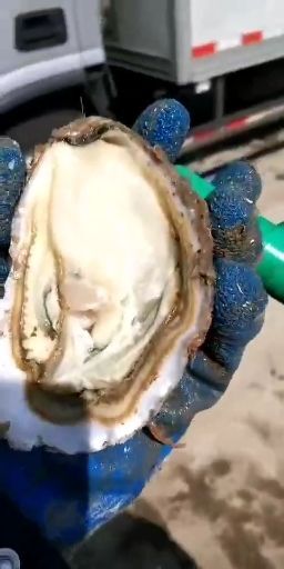荣成市乳山牡蛎 人工养殖 2-3两/只