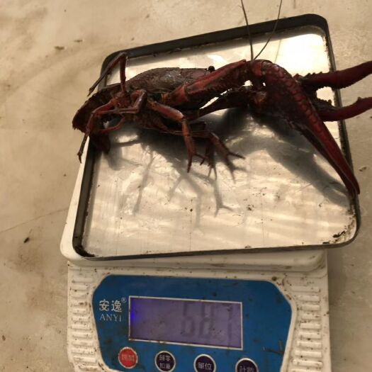 嘉鱼县清水小龙虾 炮头大虾，品质优良！预购从速