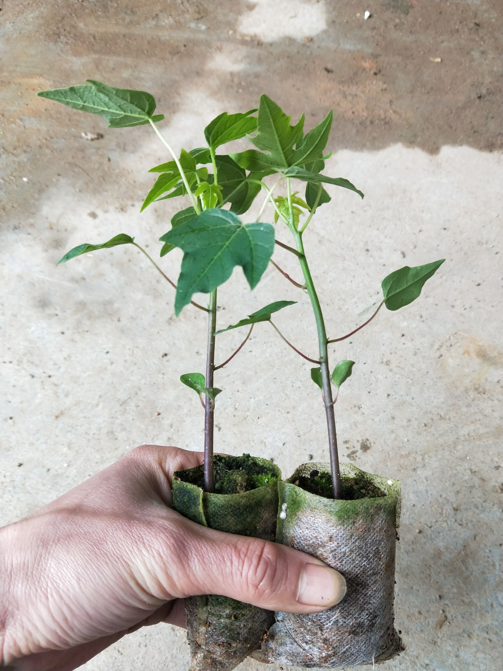  正品红肉木瓜树苗 黄肉木瓜苗 水果木瓜苗 南方种植当年结果