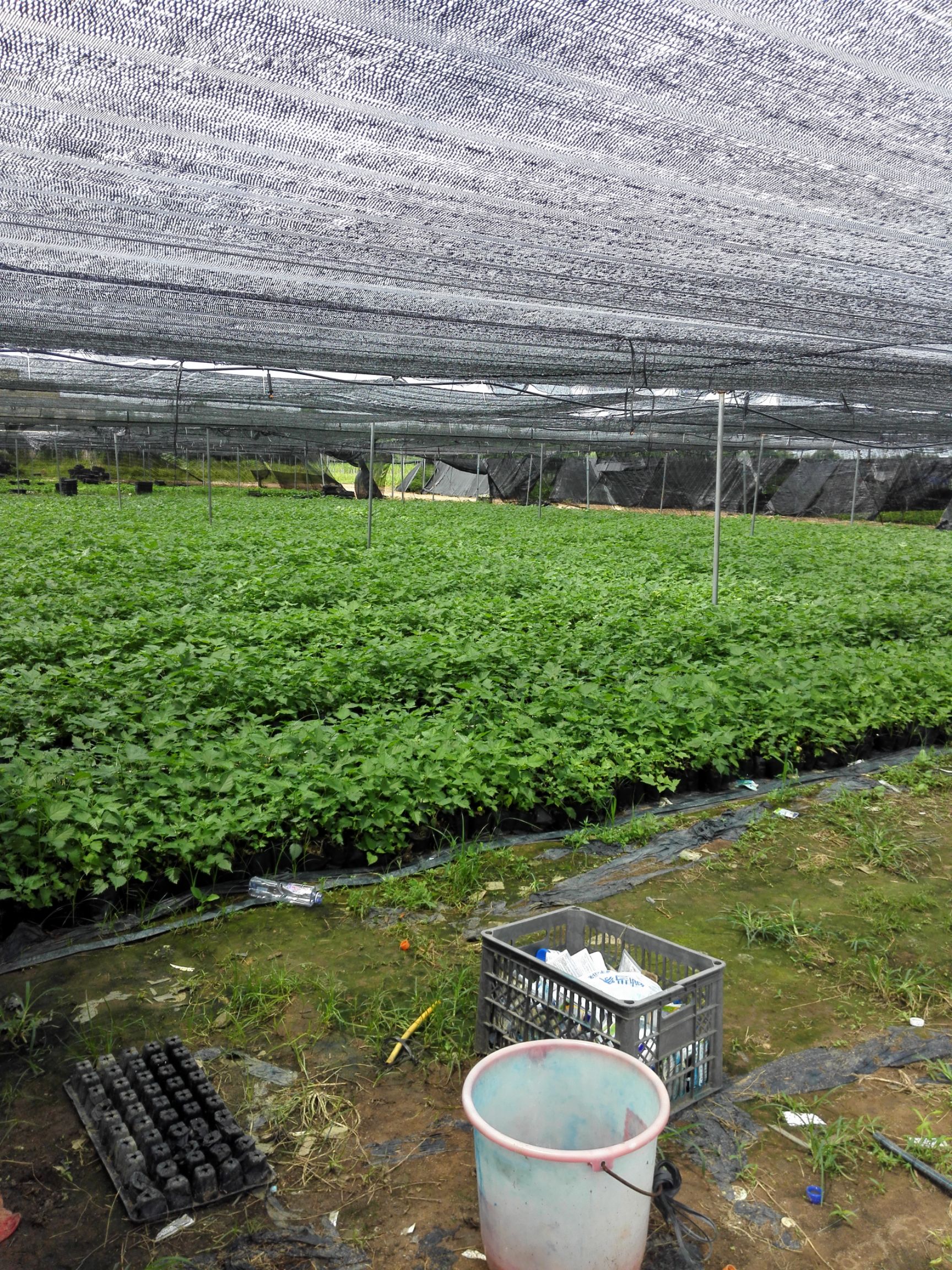 杂交构树树苗 构树苗 1.80 元/株