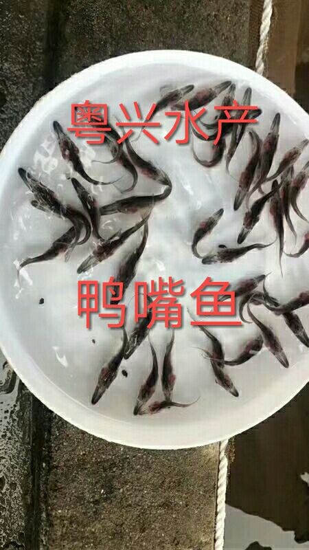 肇庆鸭嘴鱼苗