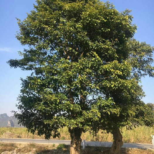柳州宫粉紫荆树