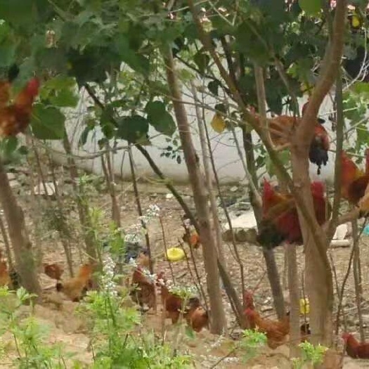 邳州市土鸡蛋 食用 箱装