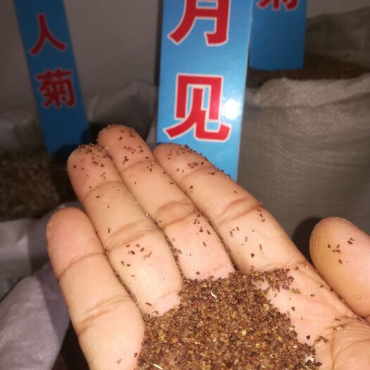 月见草种子