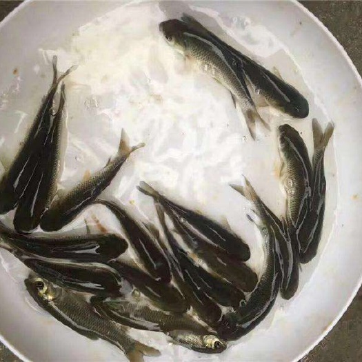 重庆市丁桂鱼苗