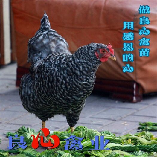衡阳县芦花鸡苗场地直卖黑芦花鸡苗跑山鸡苗白脚鸡苗另有黑瑶鸡苗黄土鸡