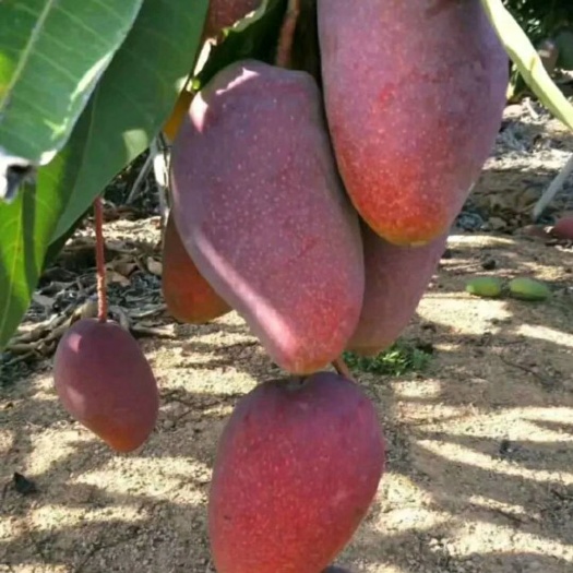 贵妃芒果苗