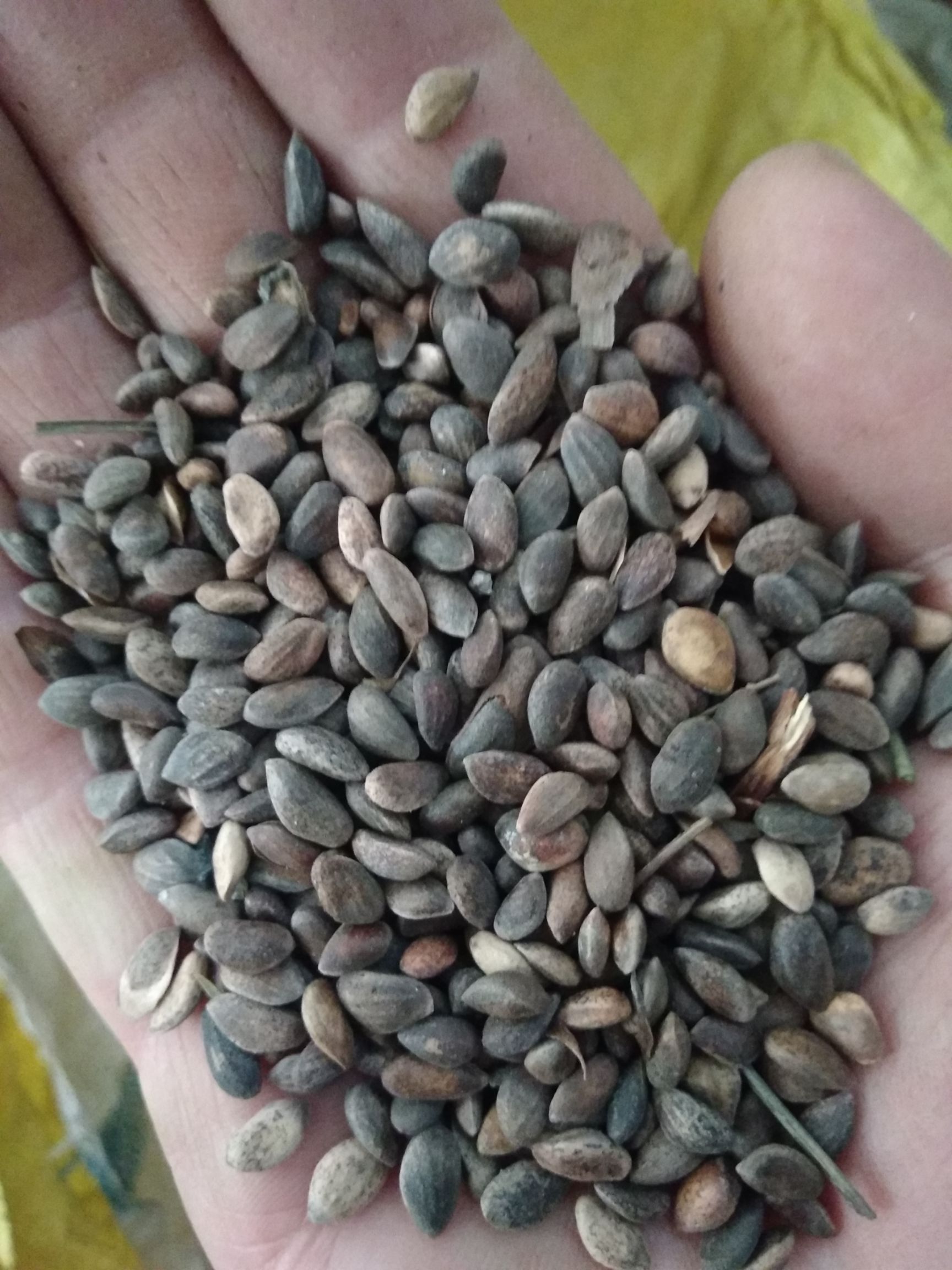 绛县油松种子 供应优质油松籽