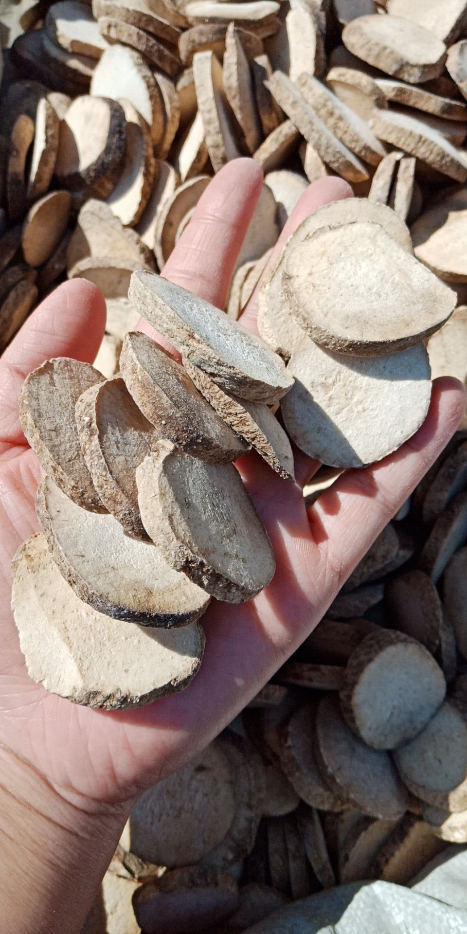 泽泻统片选片各种规格批发零售中药材质量保证