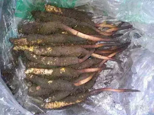 西宁冬虫夏草
