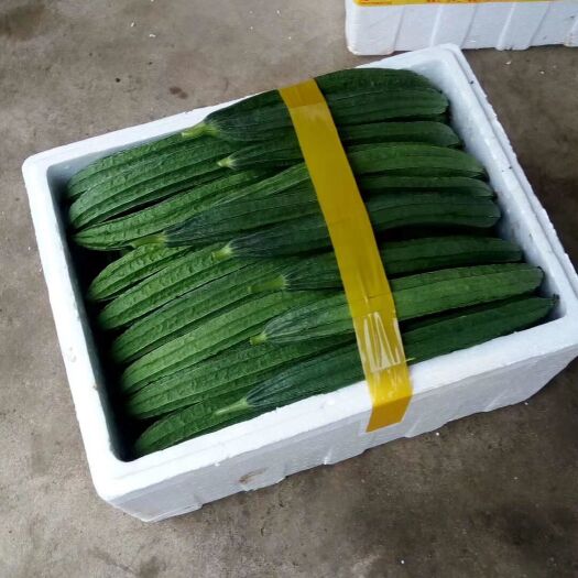 北海肉丝瓜 30~50cm