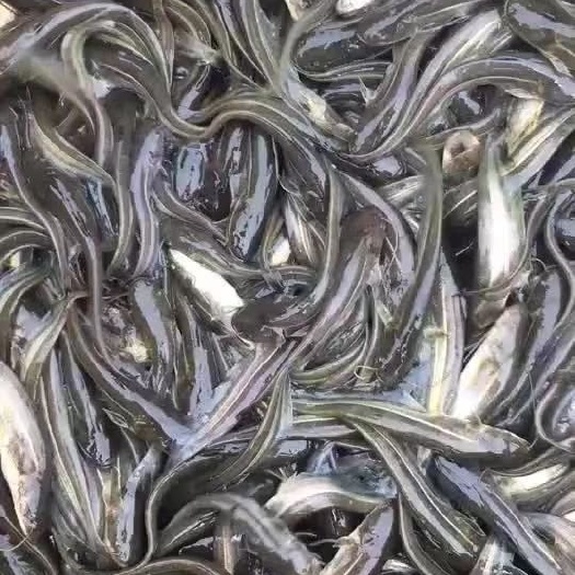 西充县雄鱼苗 花鲢  鲢鱼苗，草鱼，鲤鱼等各种鱼苗