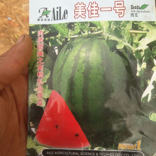 文安县蜜童西瓜  5斤打底 9成熟 1茬 有籽 口感深受肖费者欢迎！脆甜可口欢