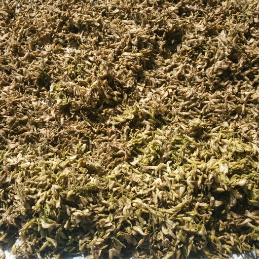 内乡县槐树花 干货
