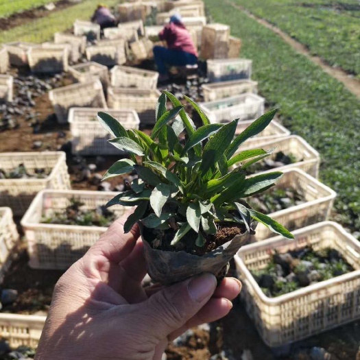 青州市荷兰菊苗