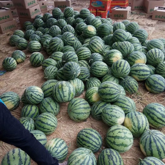 夏邑县美都西瓜 河南省商丘市夏邑县 1茬