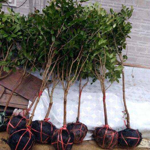 藤县金花茶 5cm以下