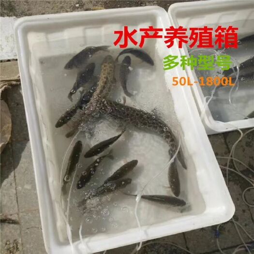 佛山水产方箱