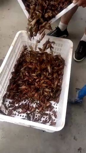 江陵县小龙虾苗