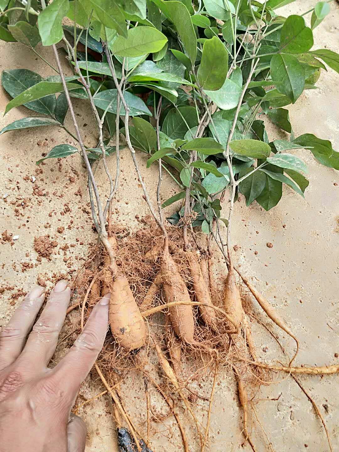 牛大力苗