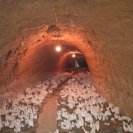 平阴县鸡腿菇  无公害认证产品，富含20种氨基酸的鲜菇！