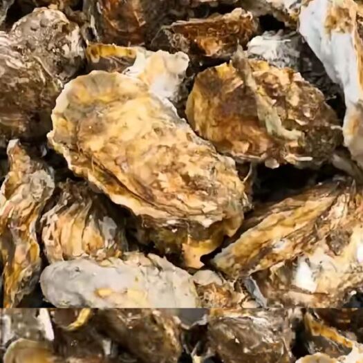 荣成市乳山牡蛎 人工养殖 2-3两/只