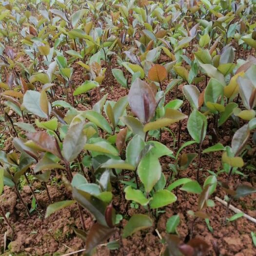 阳朔县油茶苗 大果油茶芽苗