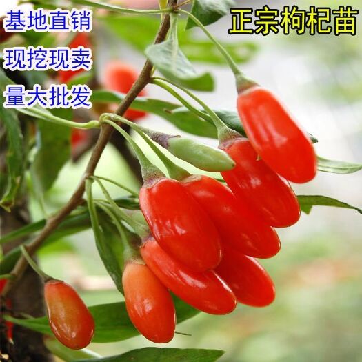 沭阳县黑枸杞苗