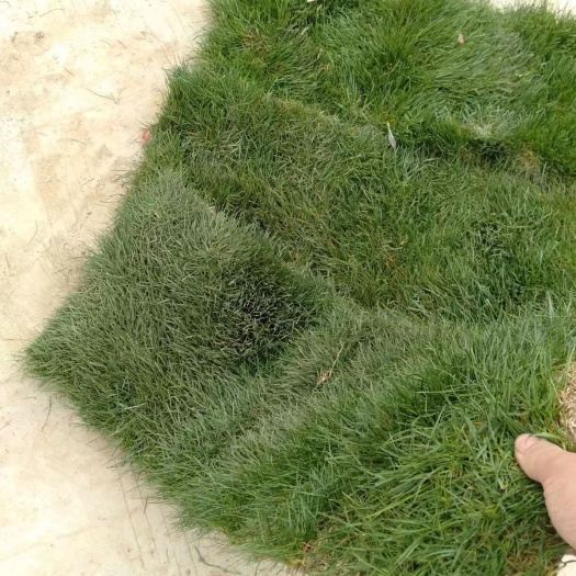 沭阳县马尼拉草皮