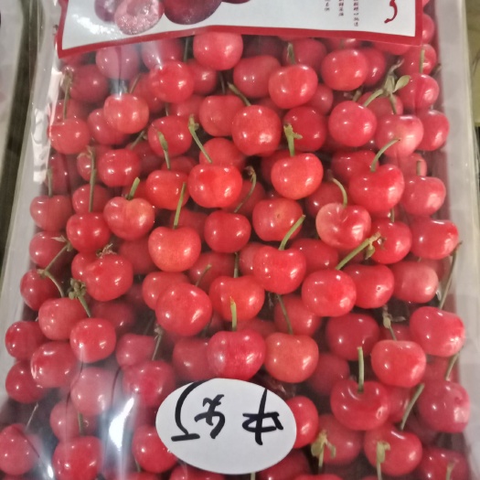临朐县红灯樱桃 15-20mm 8-12g