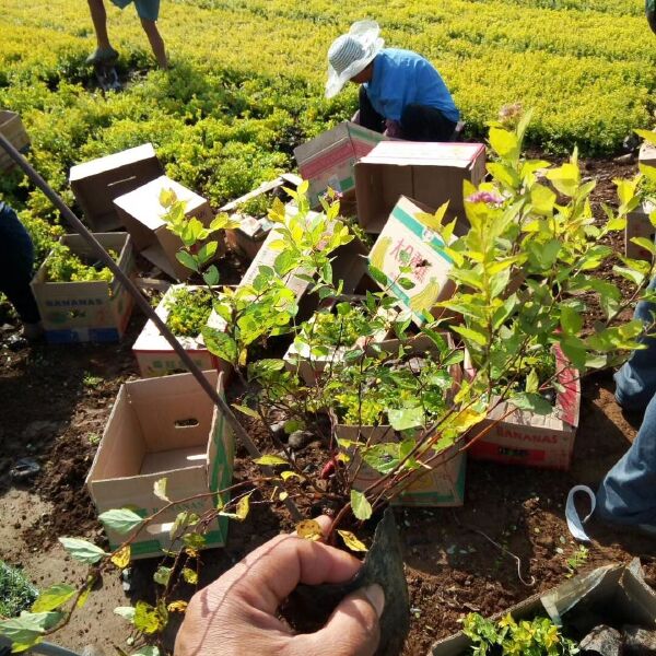 金山绣线菊 绣线菊