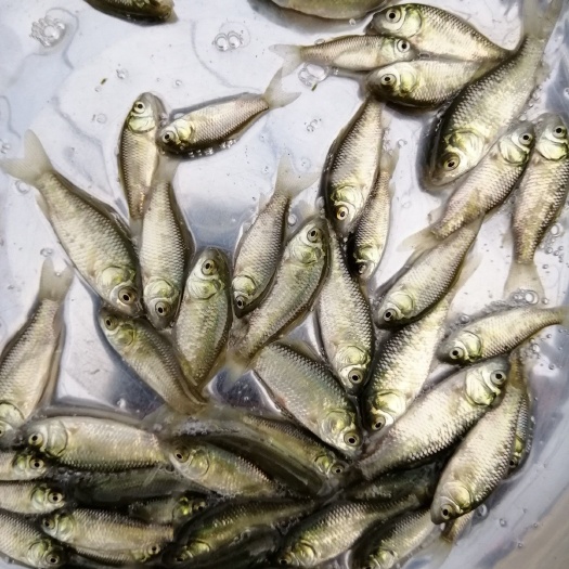 广州 巨鲫鱼+中科鲫鱼+彭泽鲫鱼+湘云鲫鱼苗批发价出售