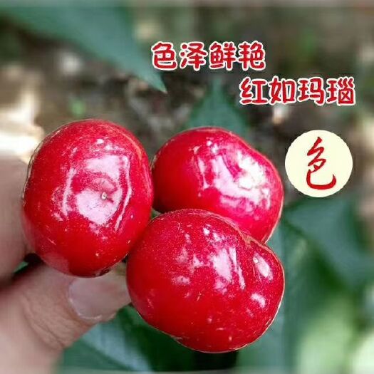 平度市美早樱桃 26-28mm 5g以下