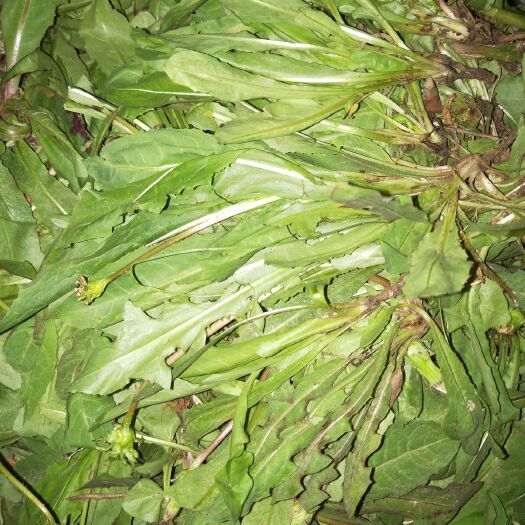 中牟县蒲公英（鲜食）